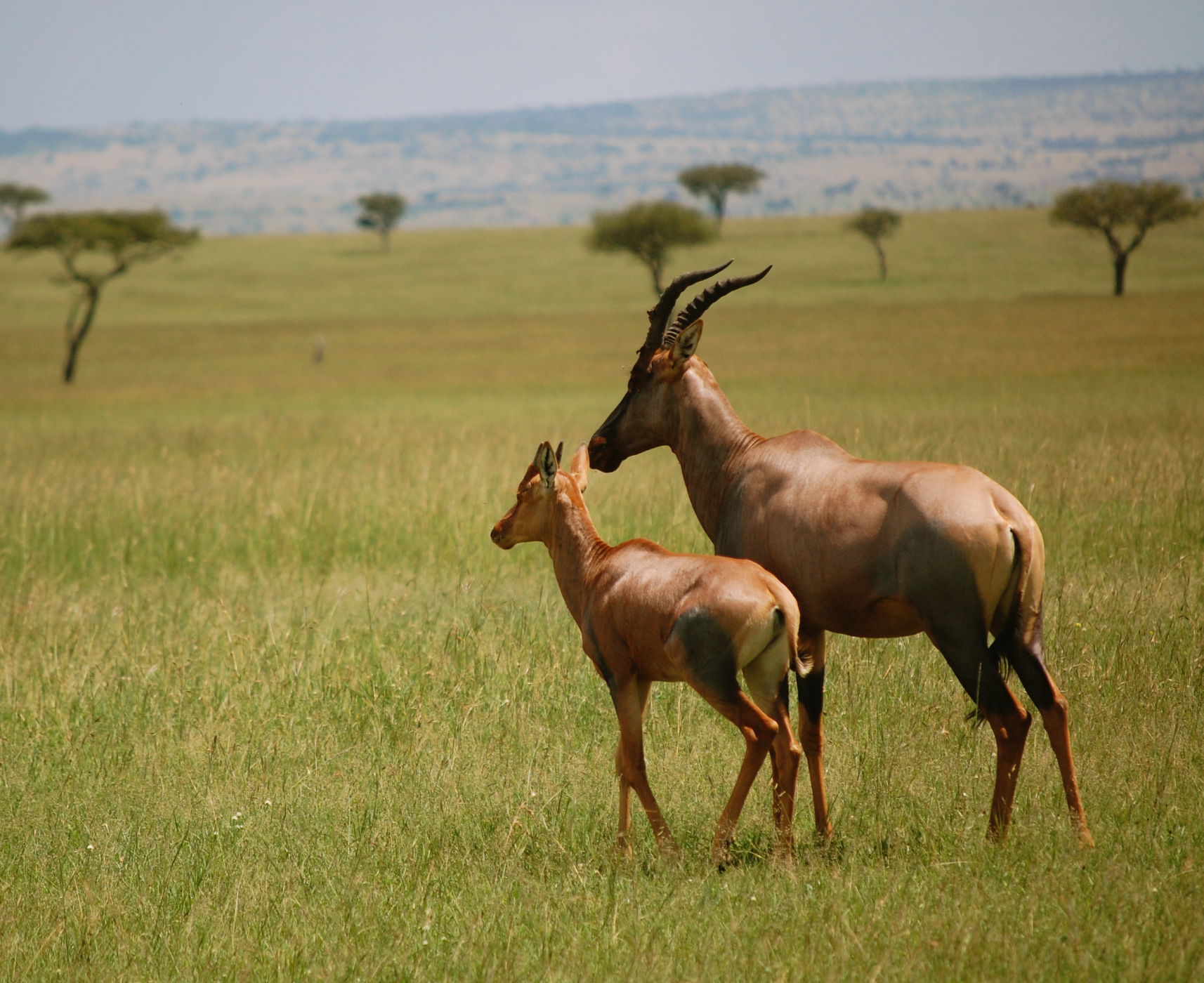 Antelope