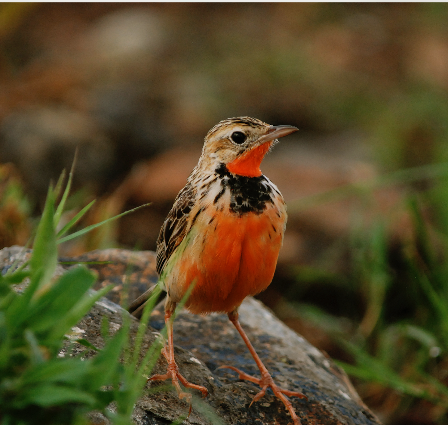 African Birds