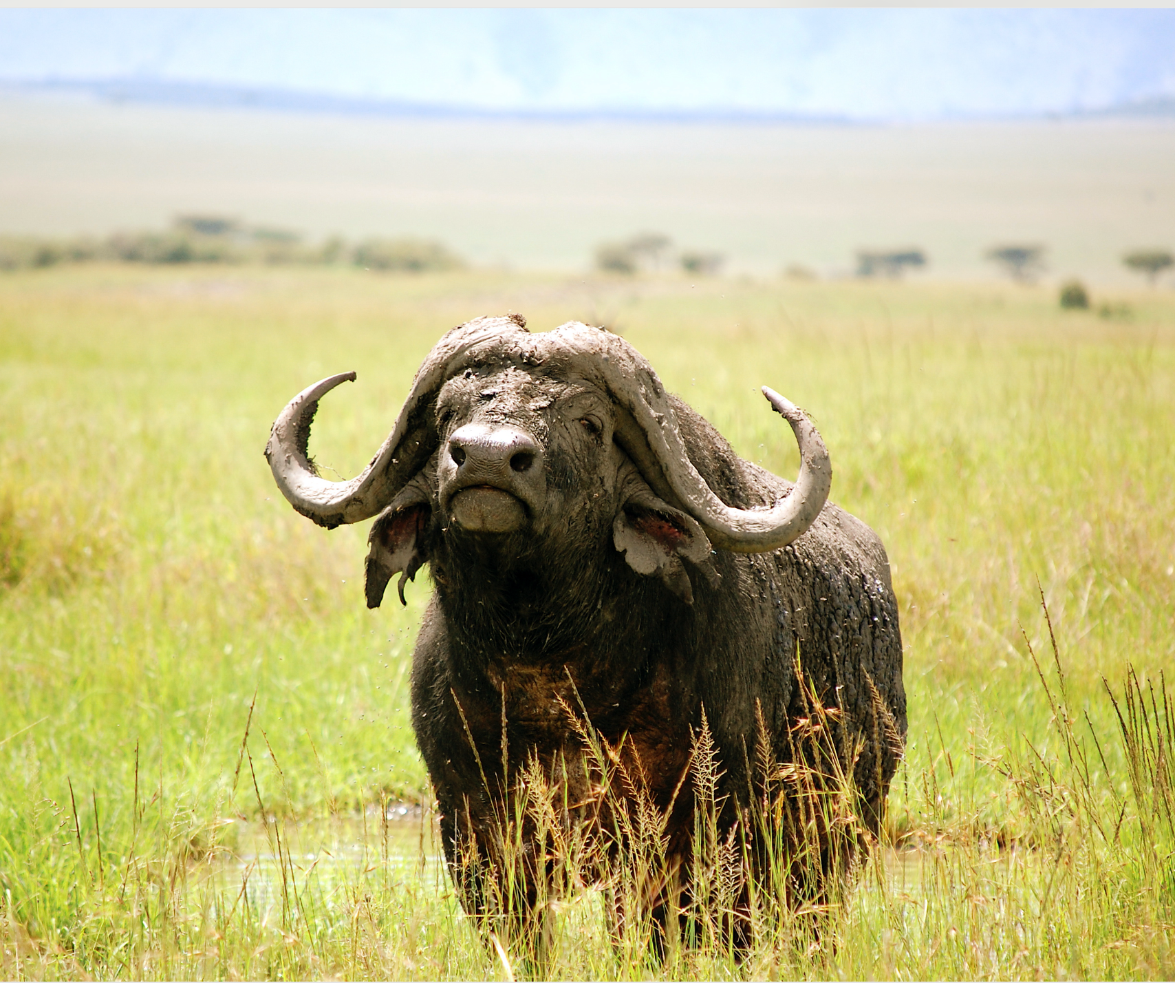 Buffalo