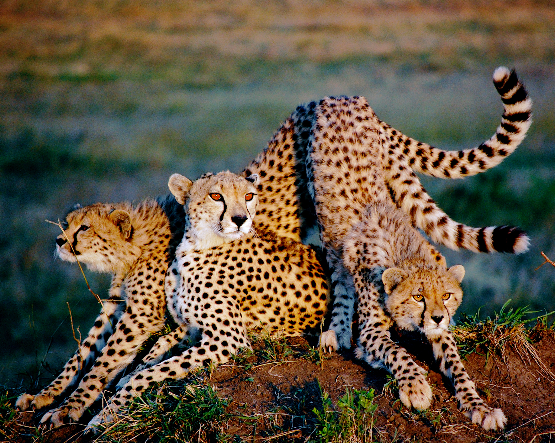 Cheetah