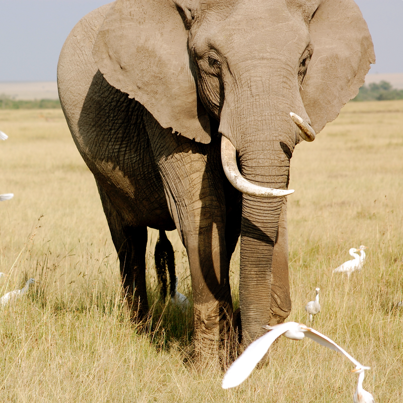 Elephant