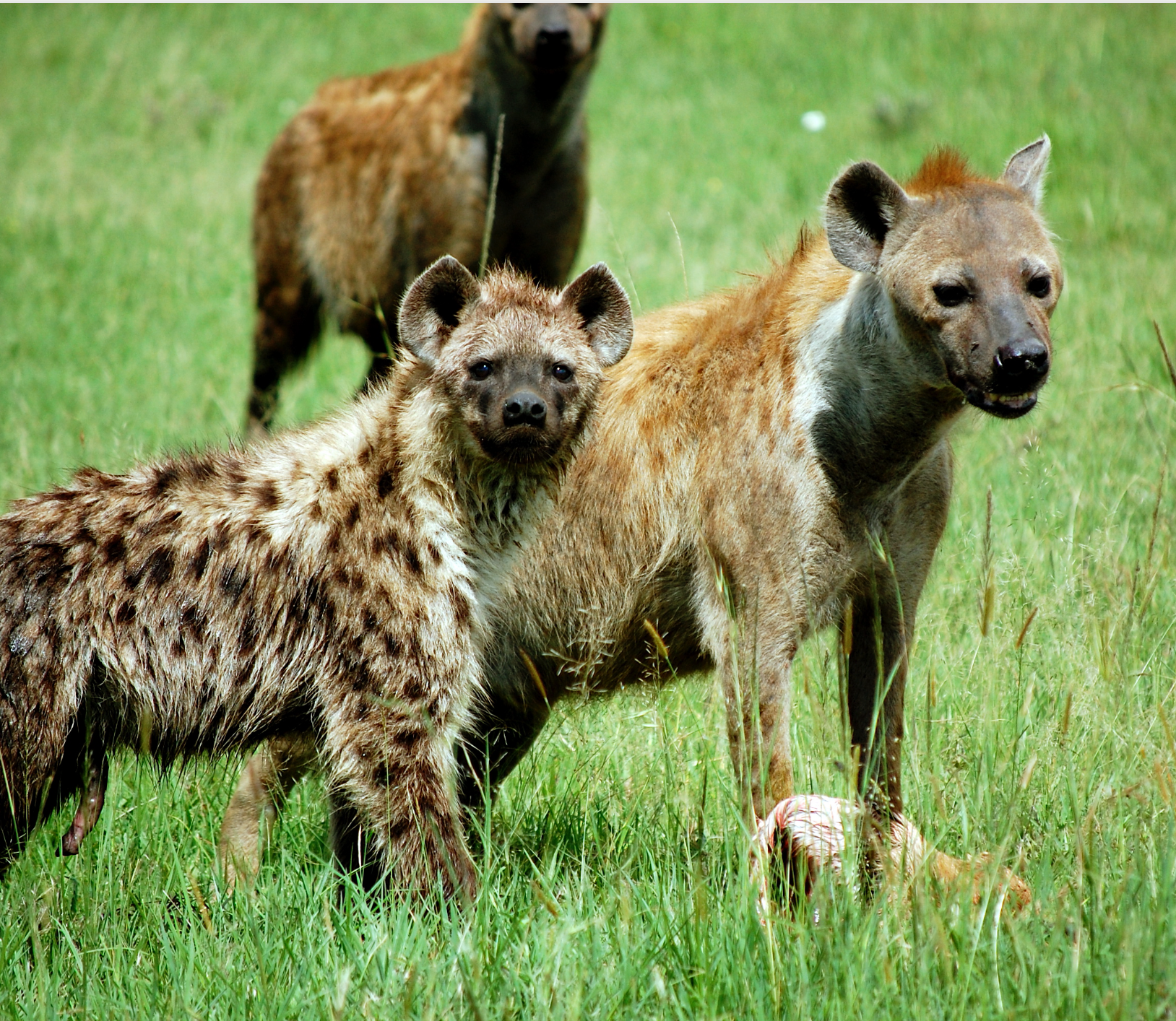 Hyena