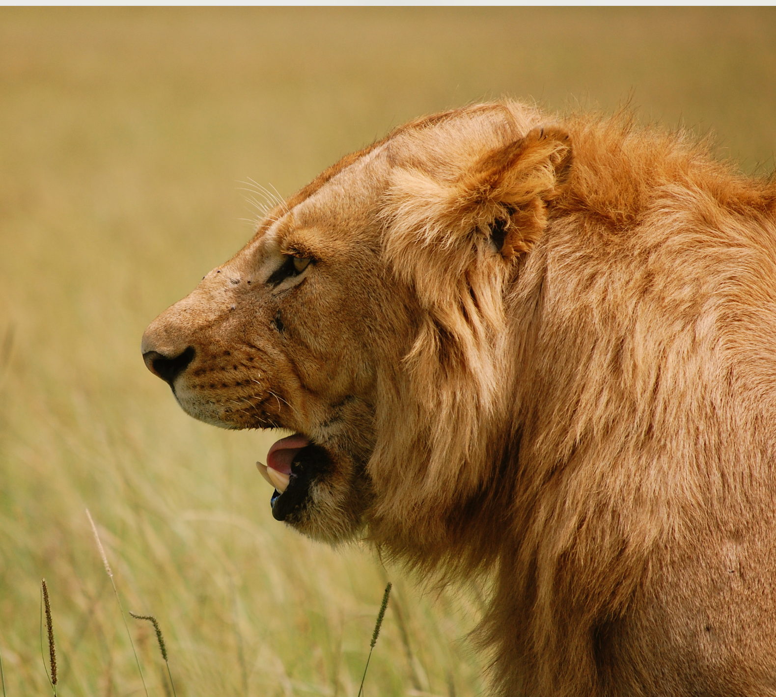 Lion