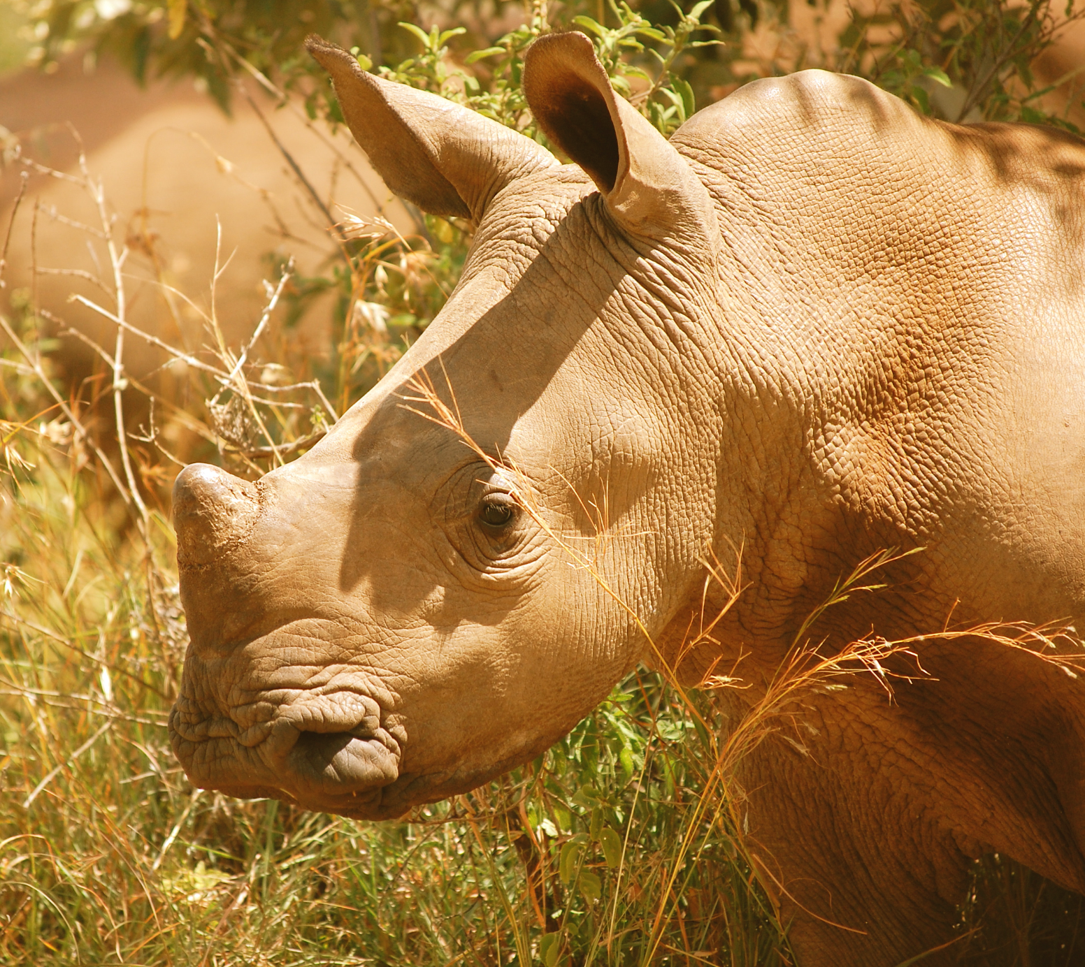 Rhino