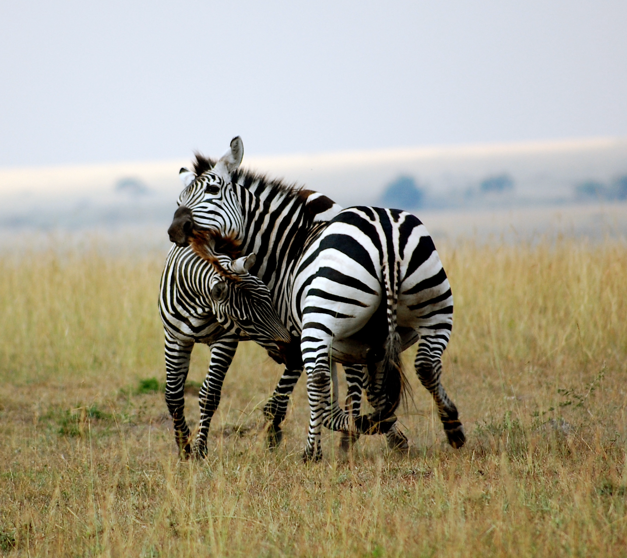 Zebra
