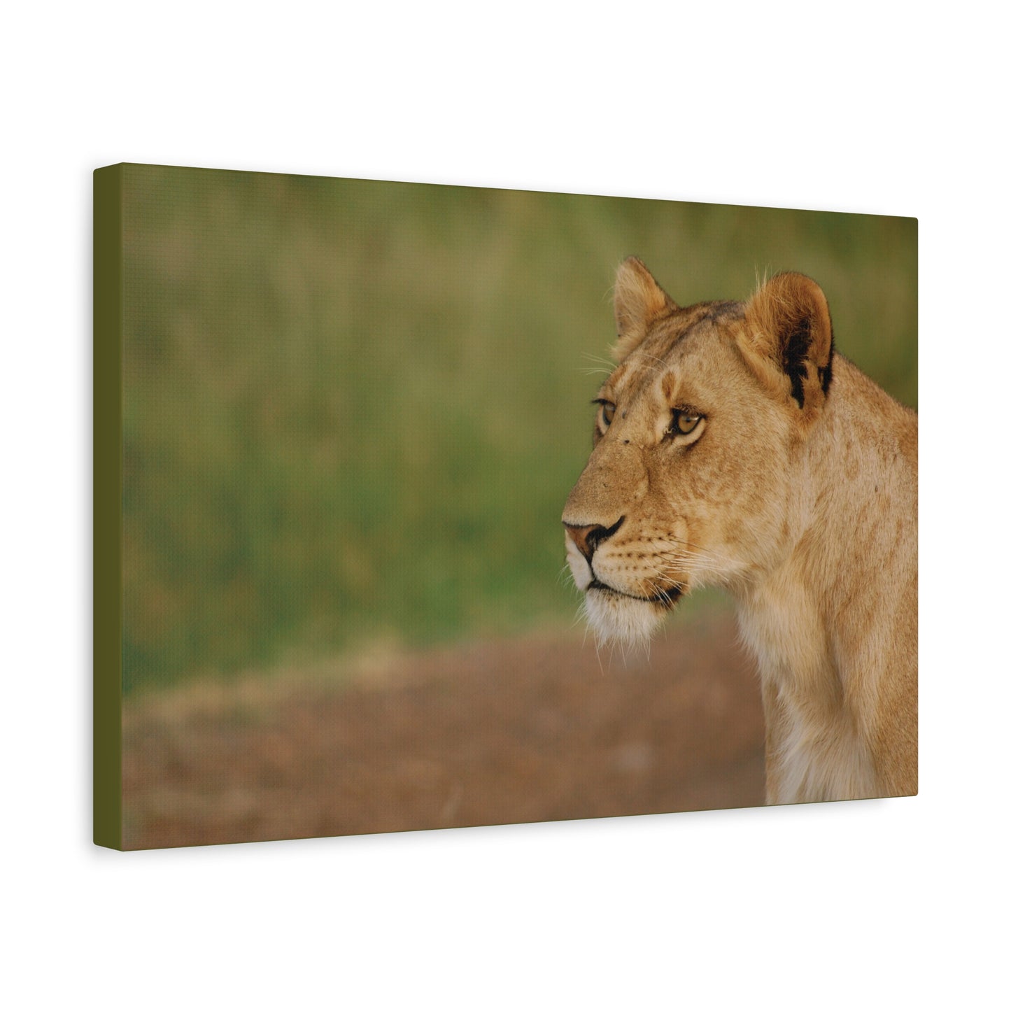 Canvas Art Lioness "Eyes of Intent"