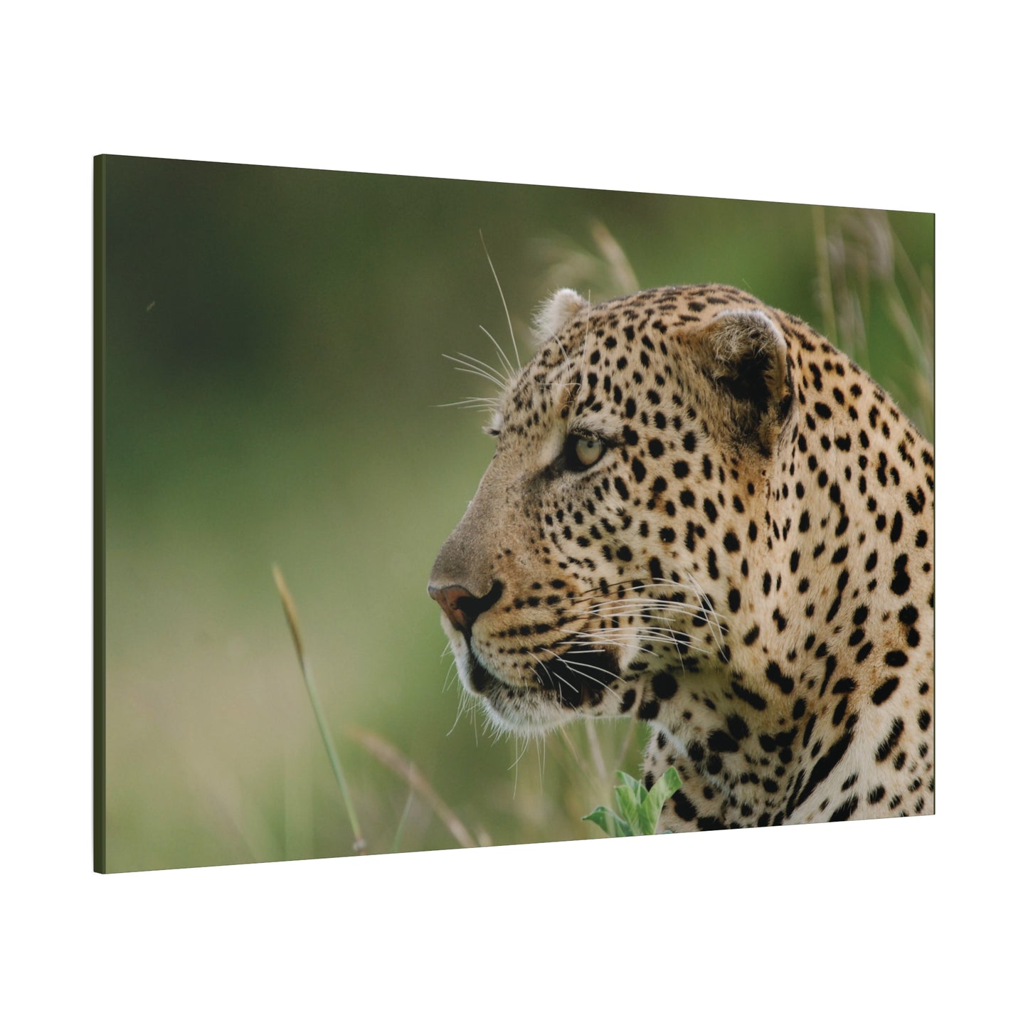 Canvas Art Leopard "Silent Watcher"