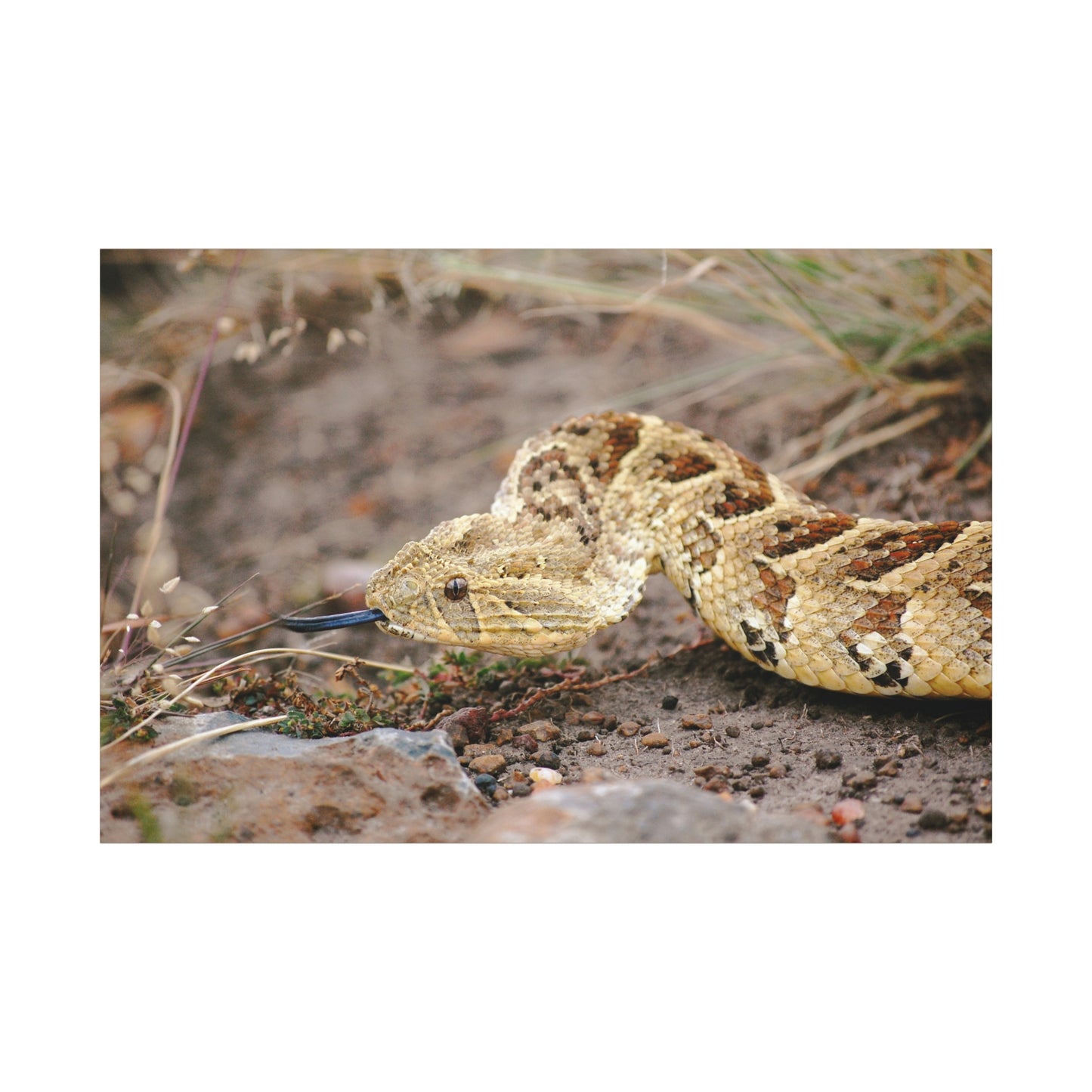 Canvas Art Puff Adder "The Silent Hunter"