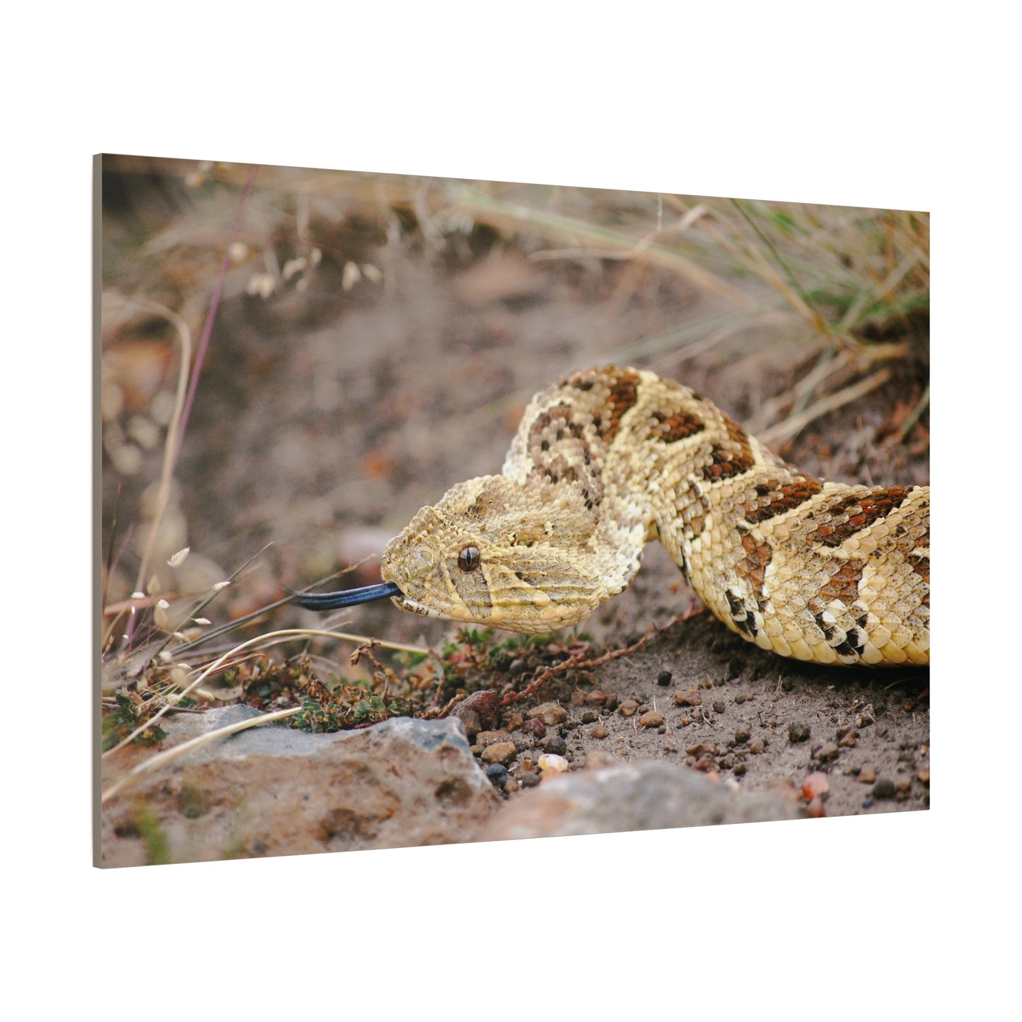 Canvas Art Puff Adder "The Silent Hunter"