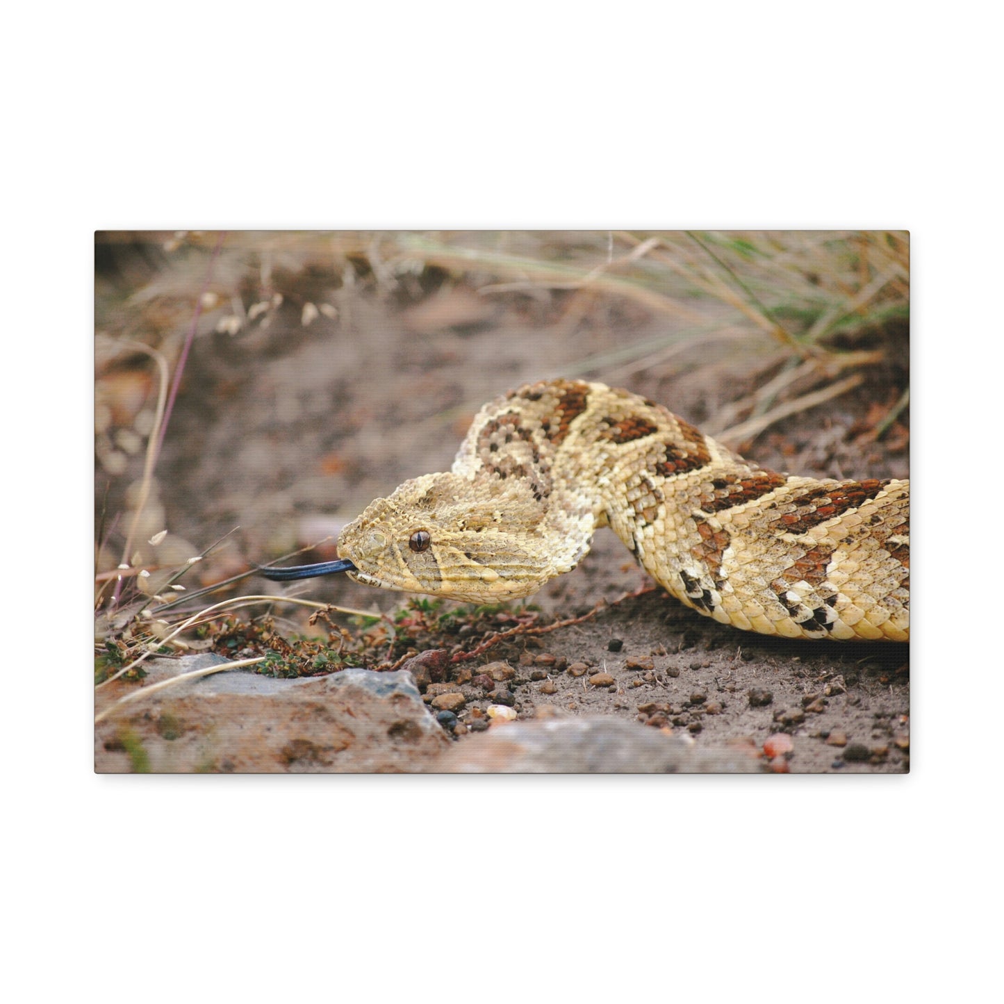 Canvas Art Puff Adder "The Silent Hunter"