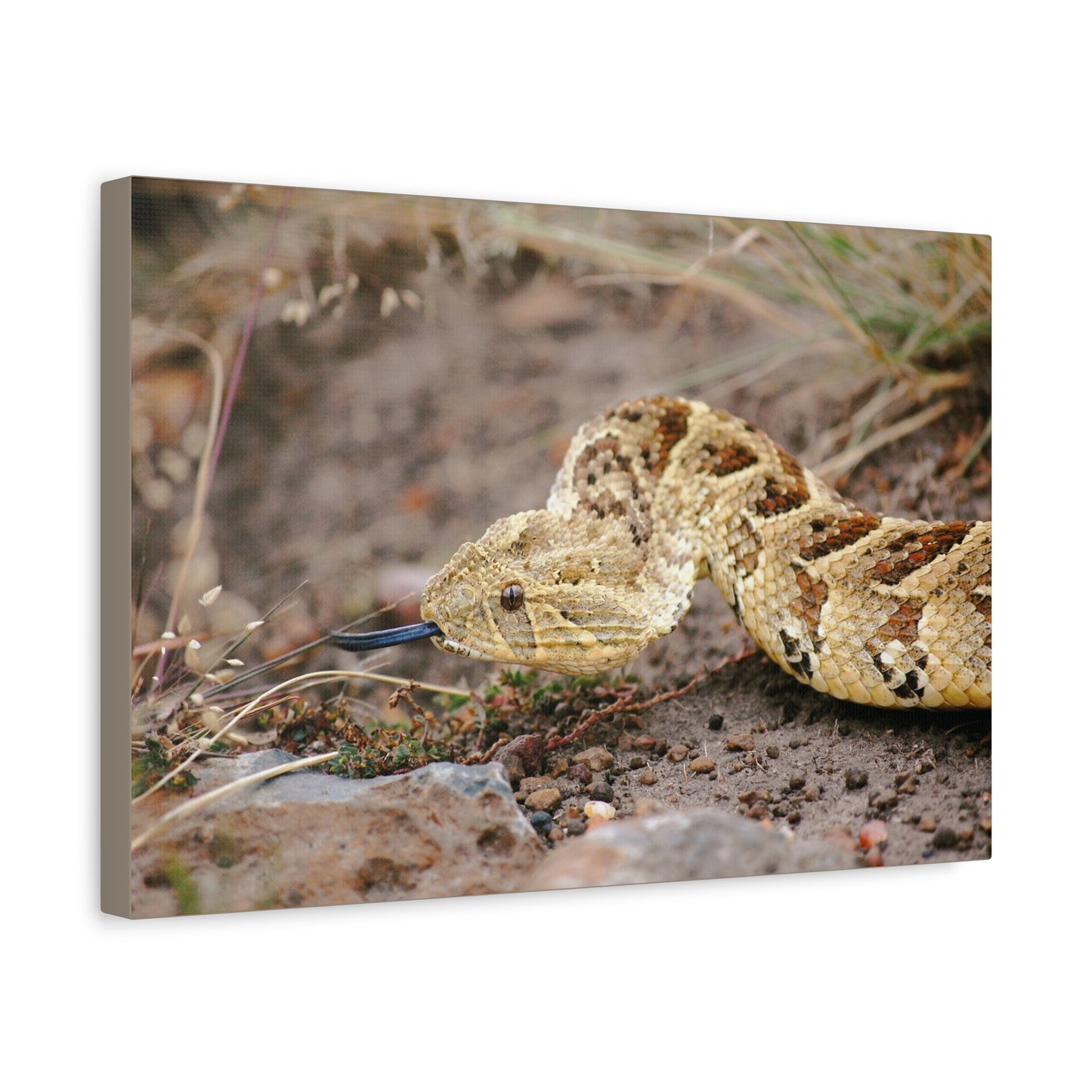 Canvas Art Puff Adder "The Silent Hunter"
