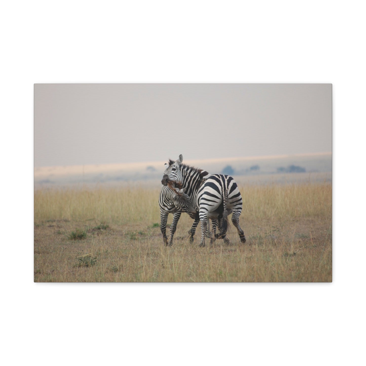 Canvas Art Zebra Fight "Clash of the Stripes"