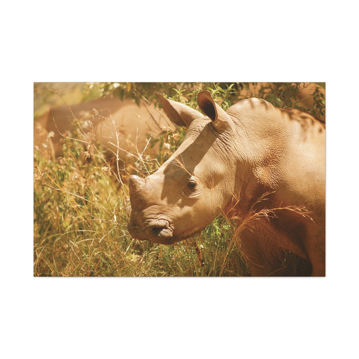 Canvas Art Rhino Baby "Little Giant"