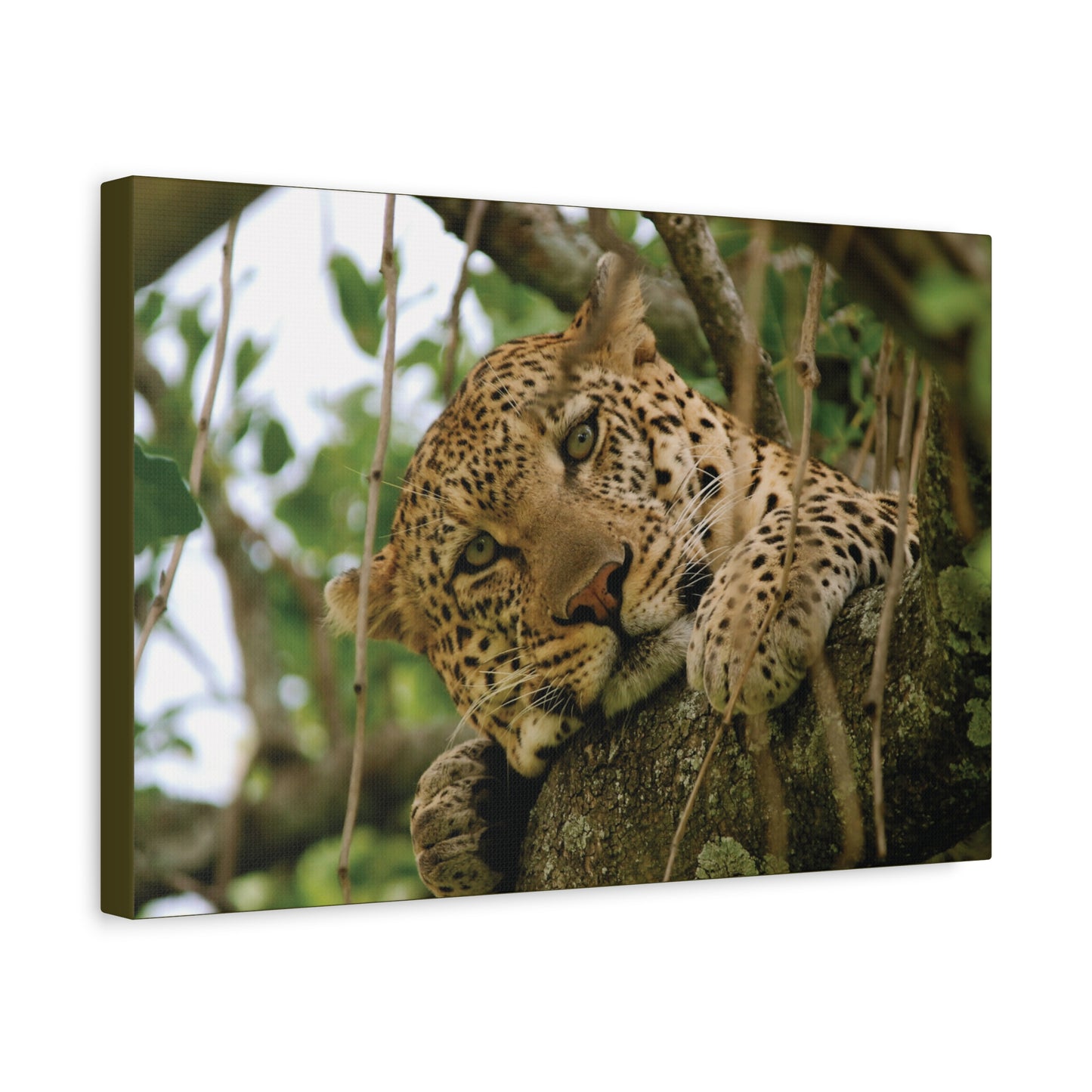 Canvas Art Leopard "Spots in the Canopy"