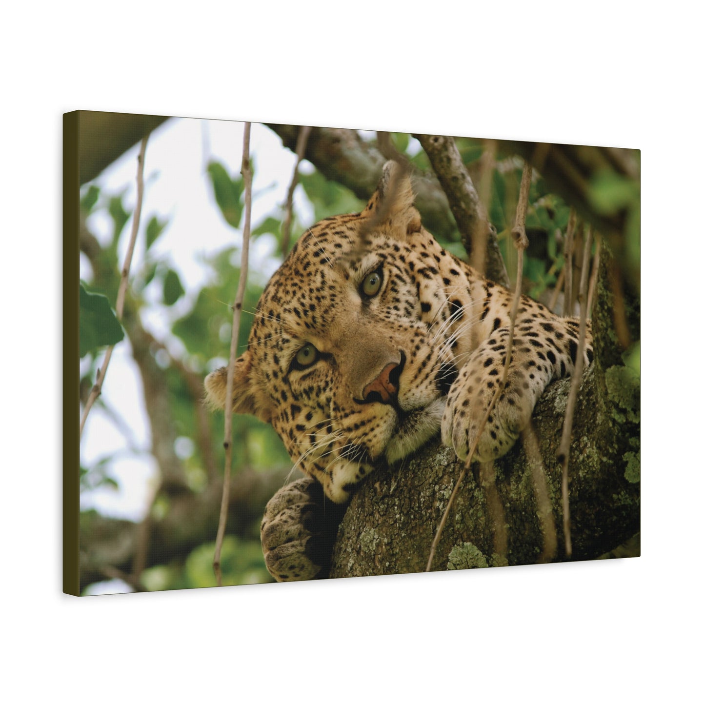Canvas Art Leopard "Spots in the Canopy"