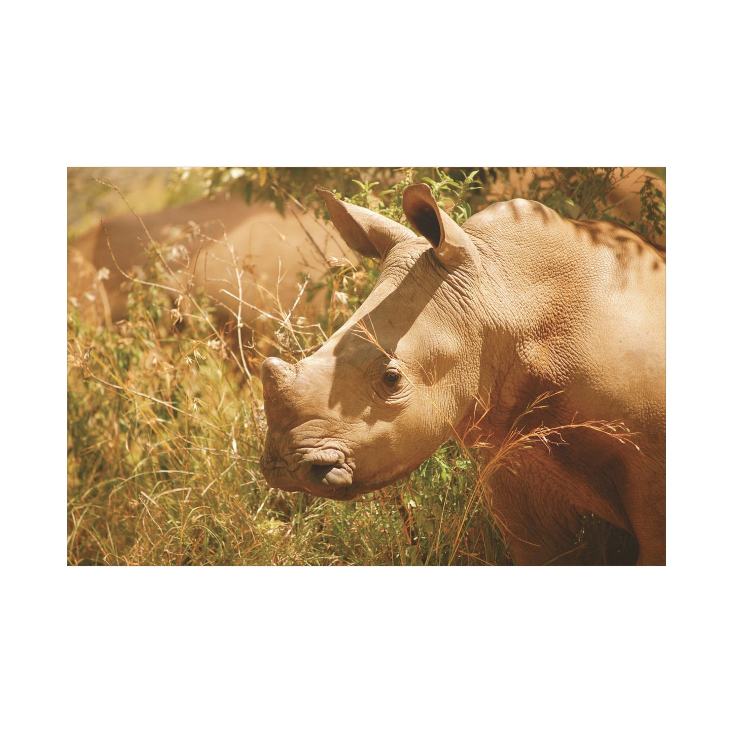 Canvas Art Rhino Baby "Little Giant"