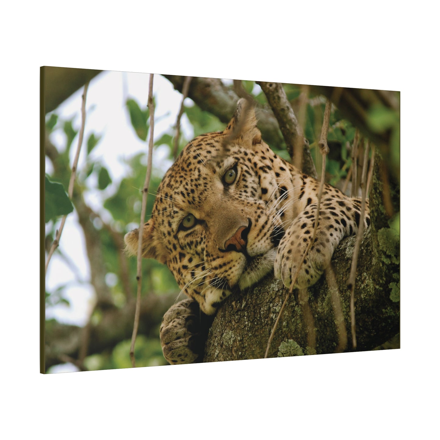 Canvas Art Leopard "Spots in the Canopy"
