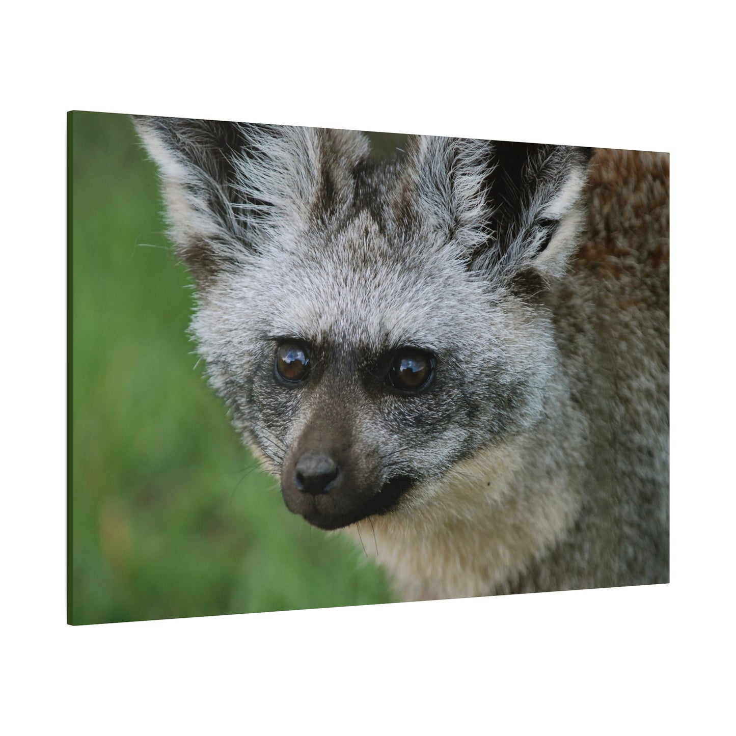 Canvas Art Bat-eared Fox "Listening to the Wind"