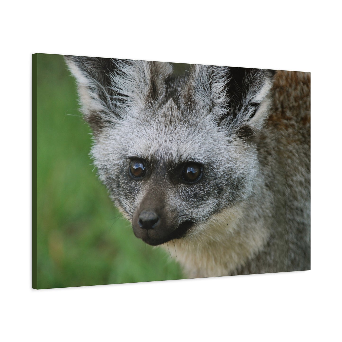 Canvas Art Bat-eared Fox "Listening to the Wind"