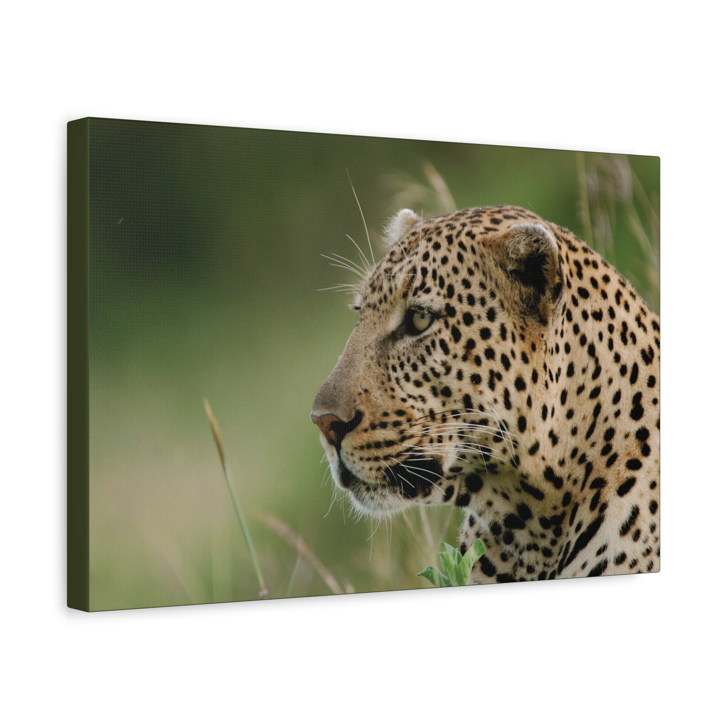 Canvas Art Leopard "Silent Watcher"