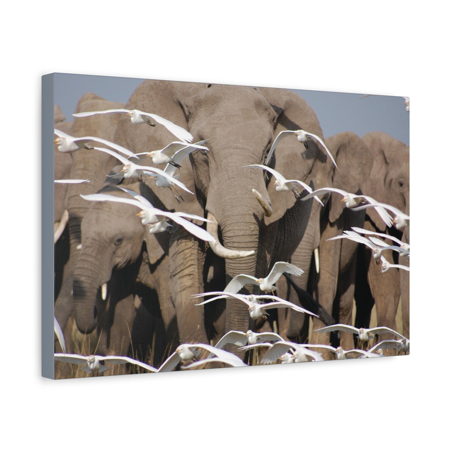 Canvas Art "Elephant Serenade "