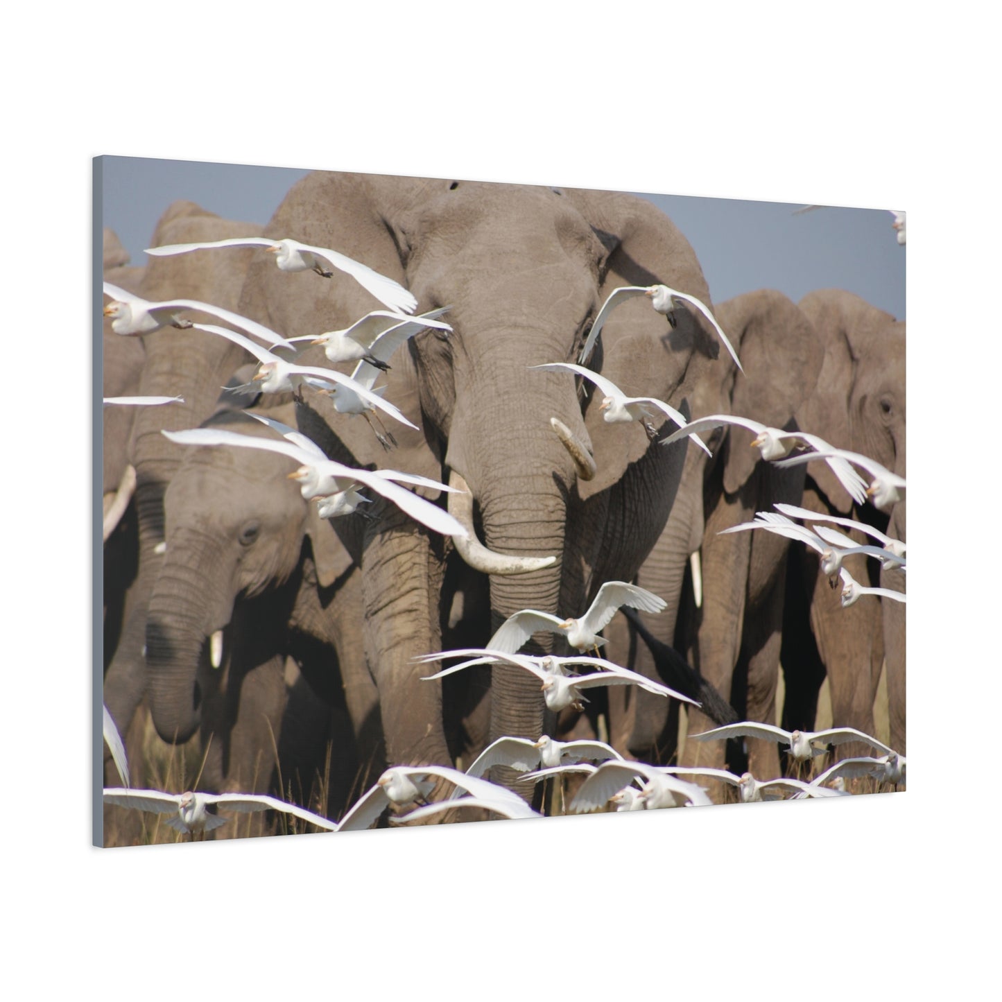 Canvas Art "Elephant Serenade "