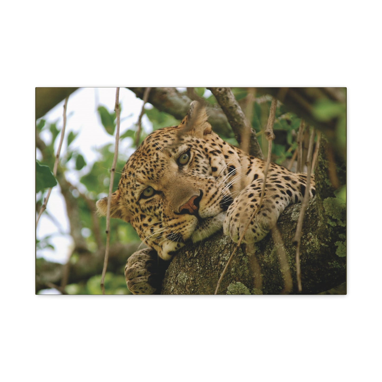 Canvas Art Leopard "Spots in the Canopy"