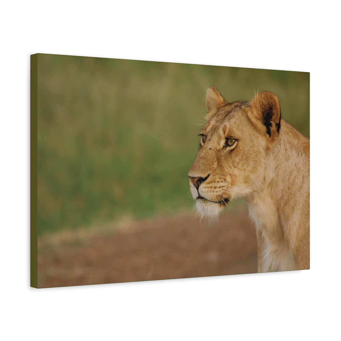 Canvas Art Lioness "Eyes of Intent"