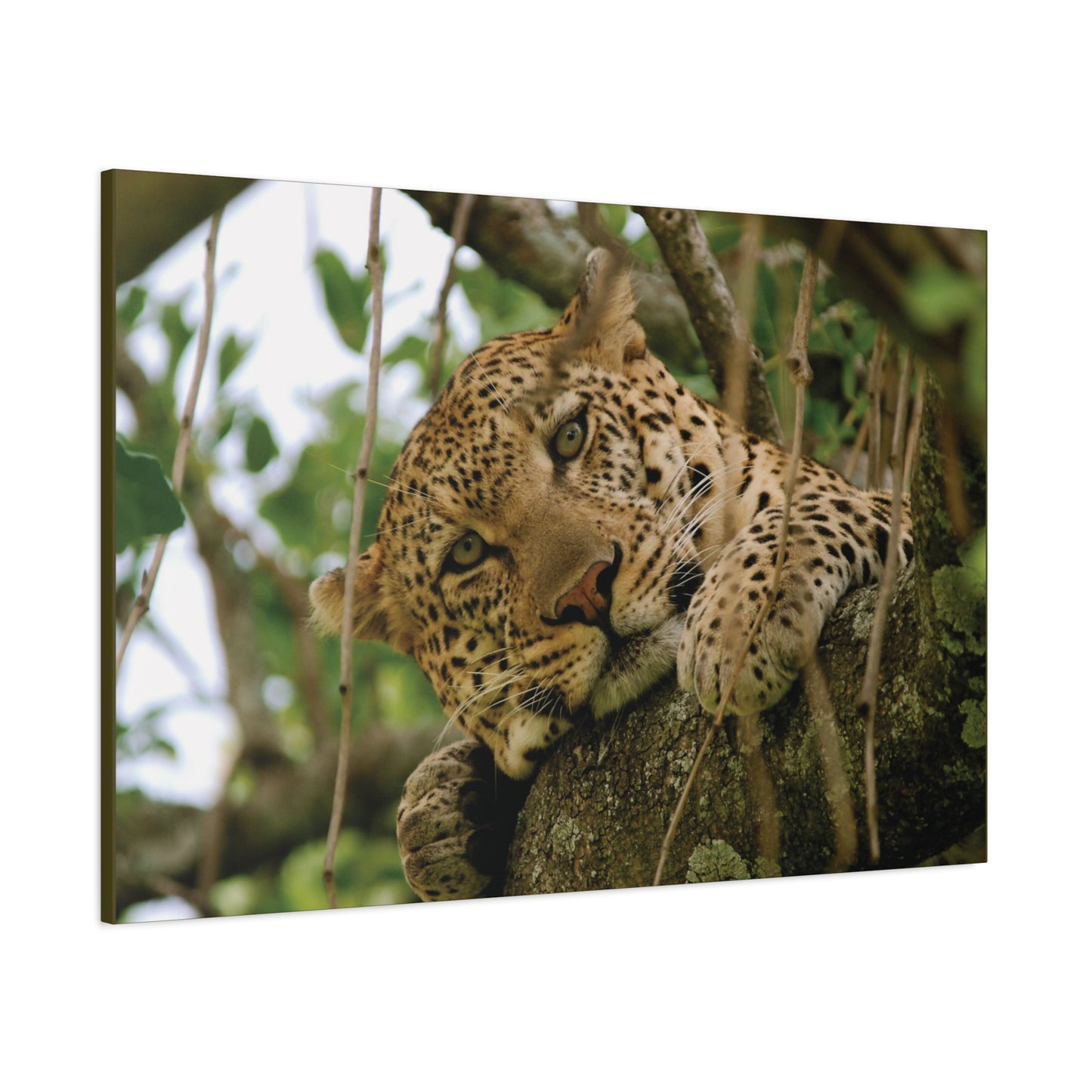 Canvas Art Leopard "Spots in the Canopy"
