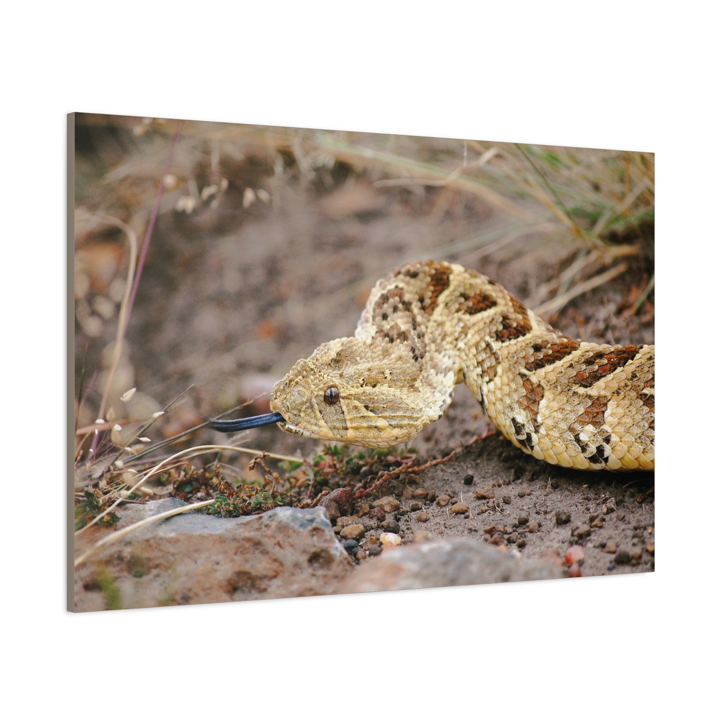 Canvas Art Puff Adder "The Silent Hunter"