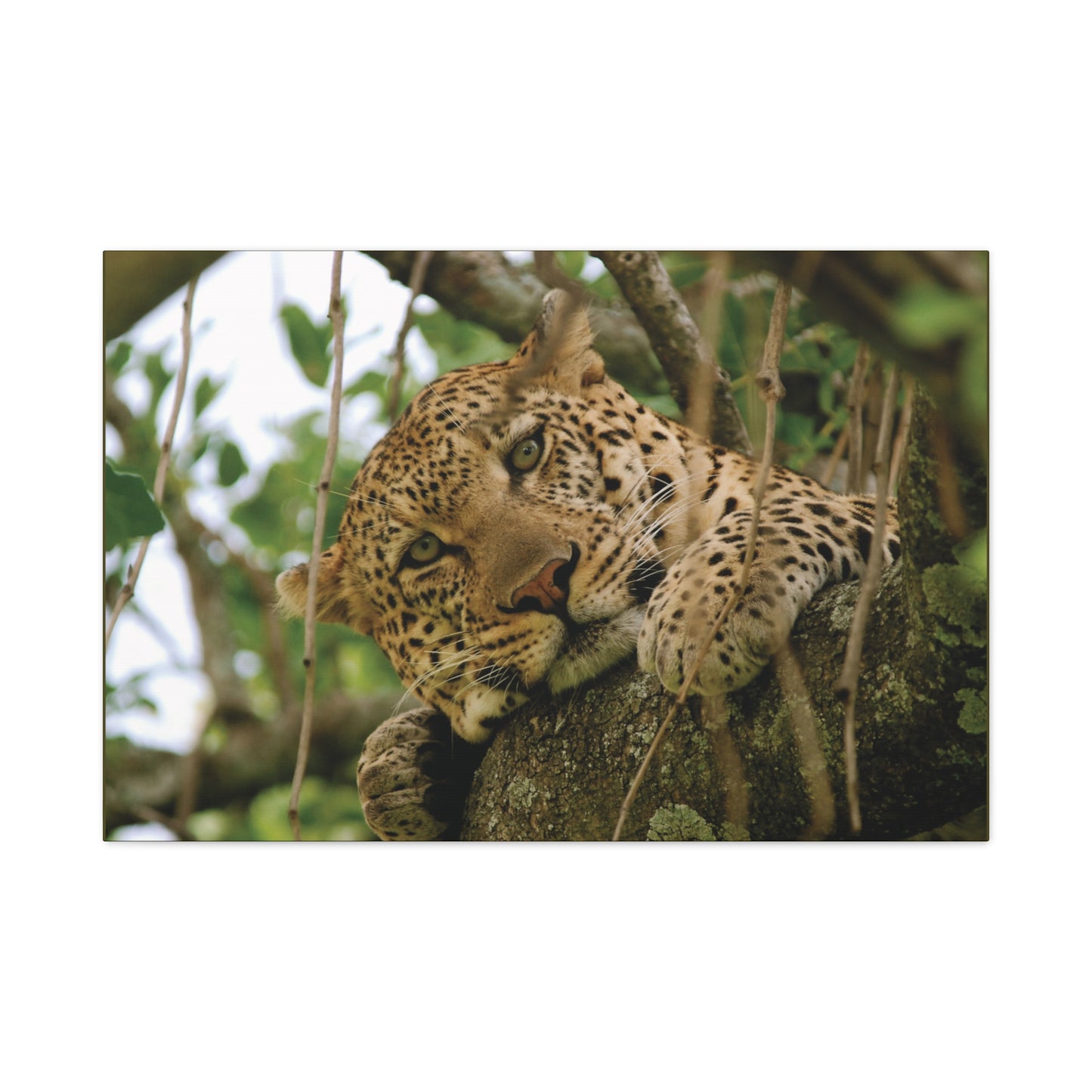 Canvas Art Leopard "Spots in the Canopy"