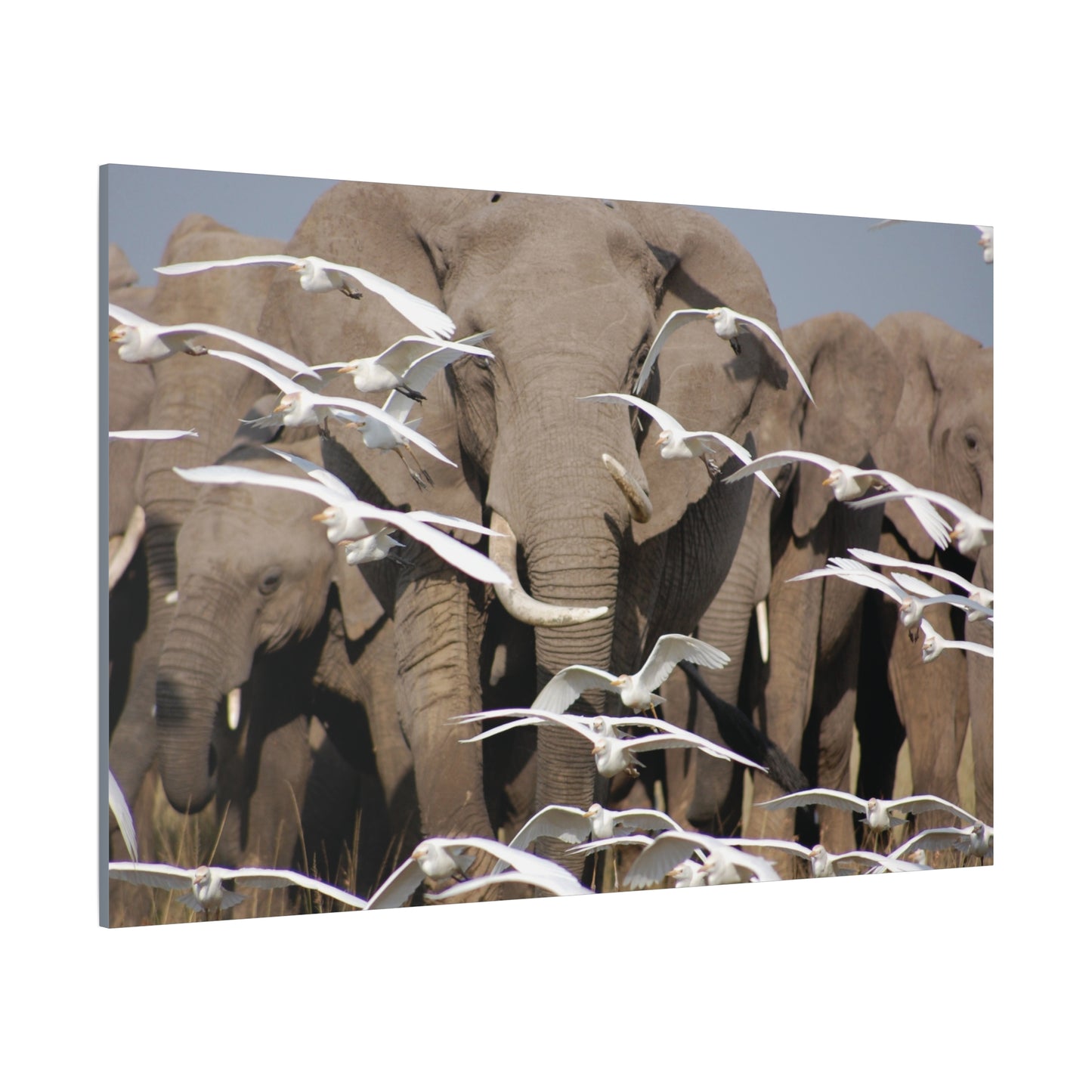 Canvas Art "Elephant Serenade "