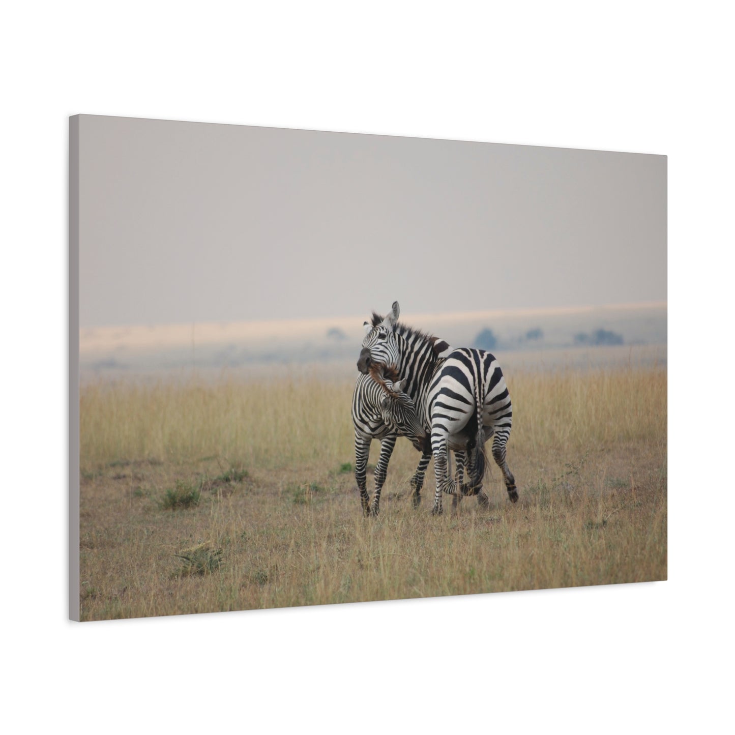 Canvas Art Zebra Fight "Clash of the Stripes"