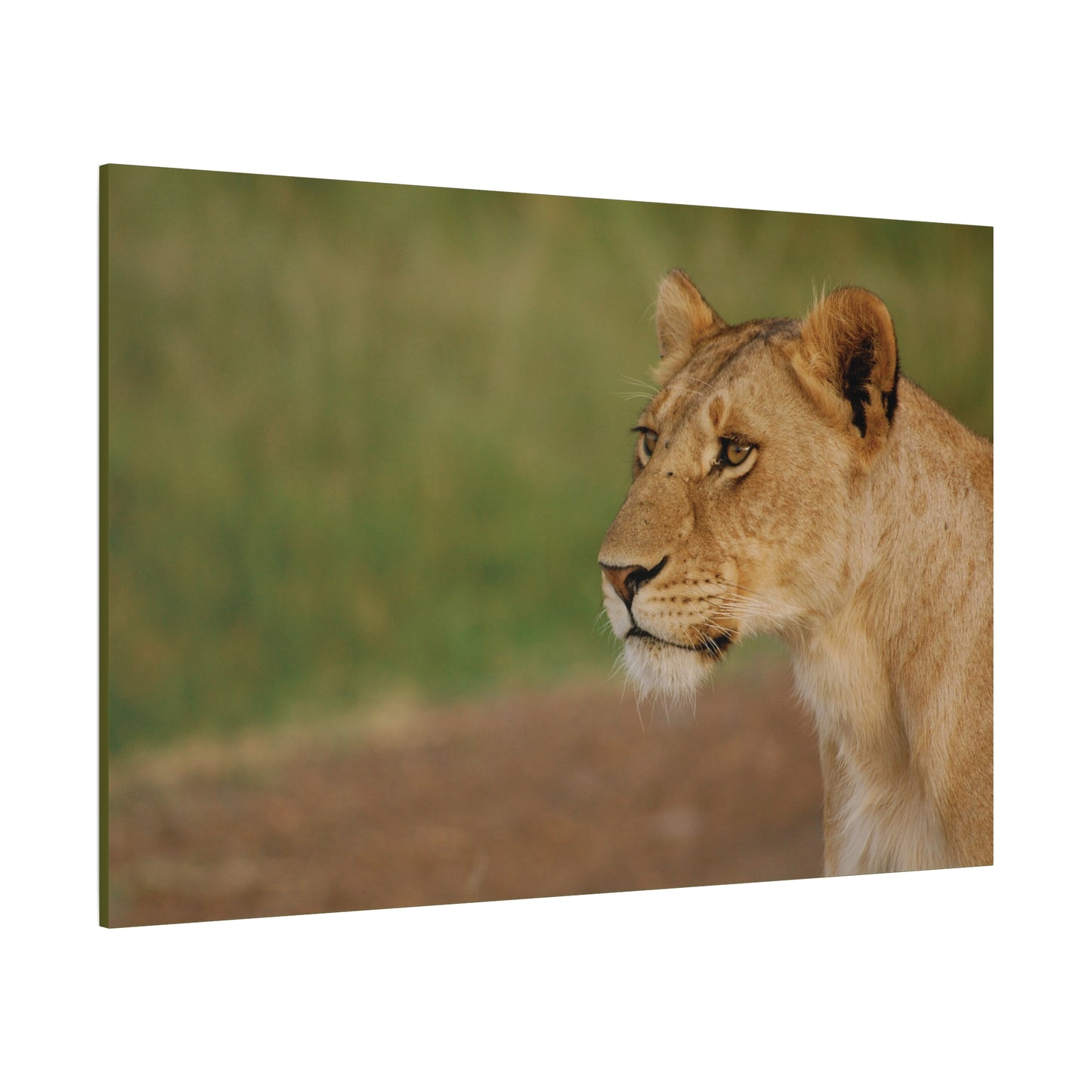 Canvas Art Lioness "Eyes of Intent"