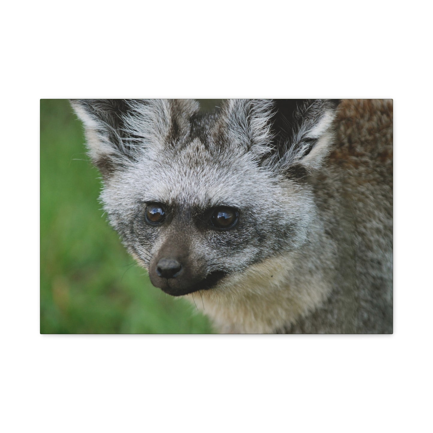 Canvas Art Bat-eared Fox "Listening to the Wind"
