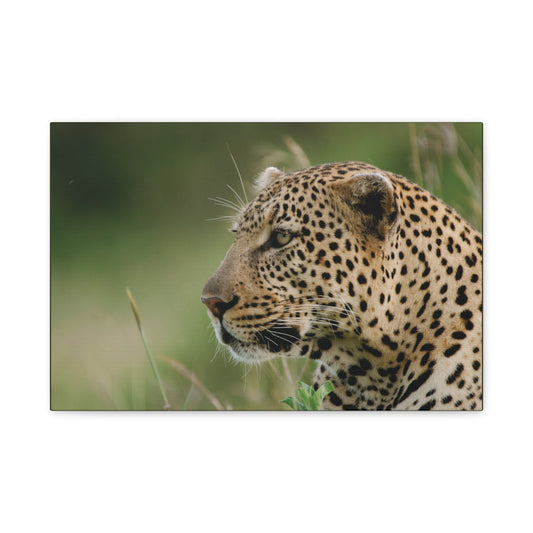 Canvas Art Leopard "Silent Watcher"