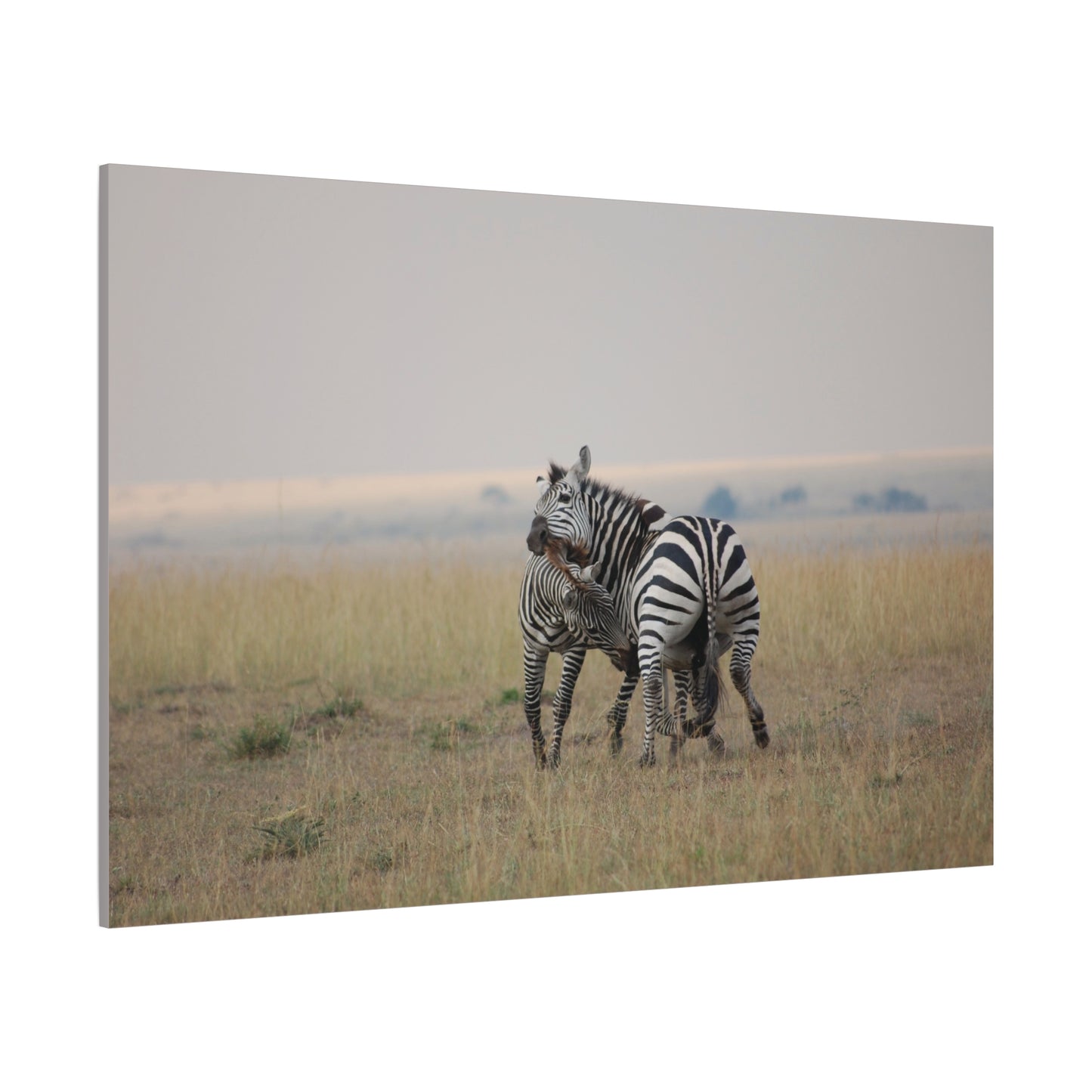 Canvas Art Zebra Fight "Clash of the Stripes"