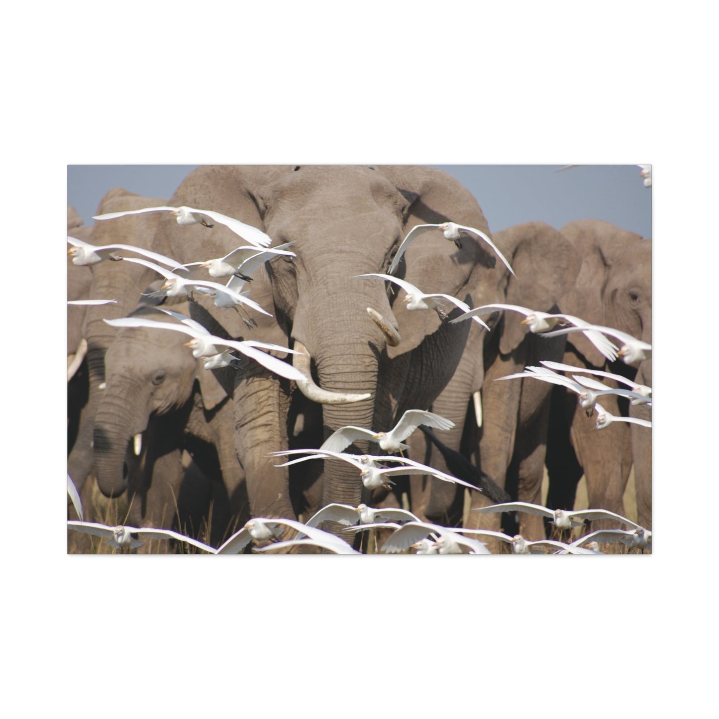 Canvas Art "Elephant Serenade "