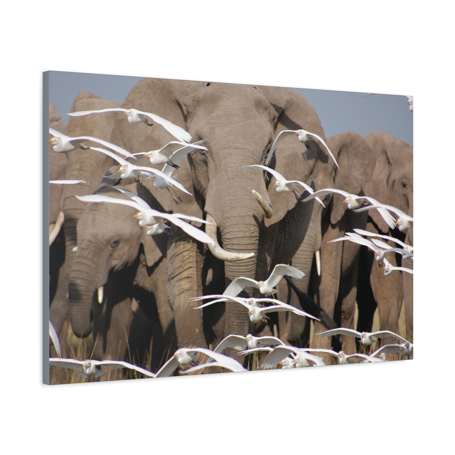 Canvas Art "Elephant Serenade "