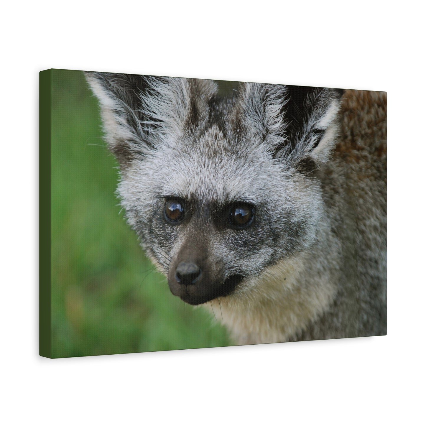 Canvas Art Bat-eared Fox "Listening to the Wind"
