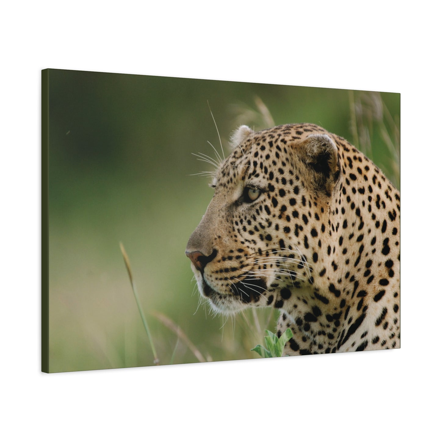 Canvas Art Leopard "Silent Watcher"