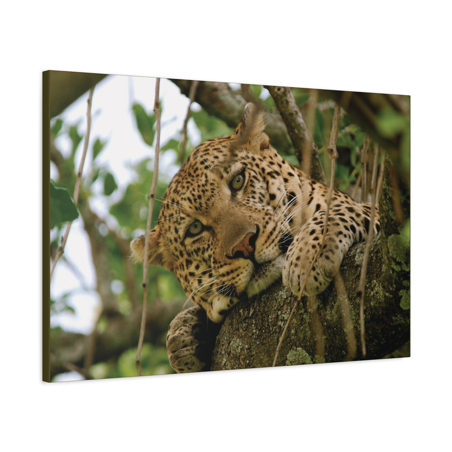 Canvas Art Leopard "Spots in the Canopy"