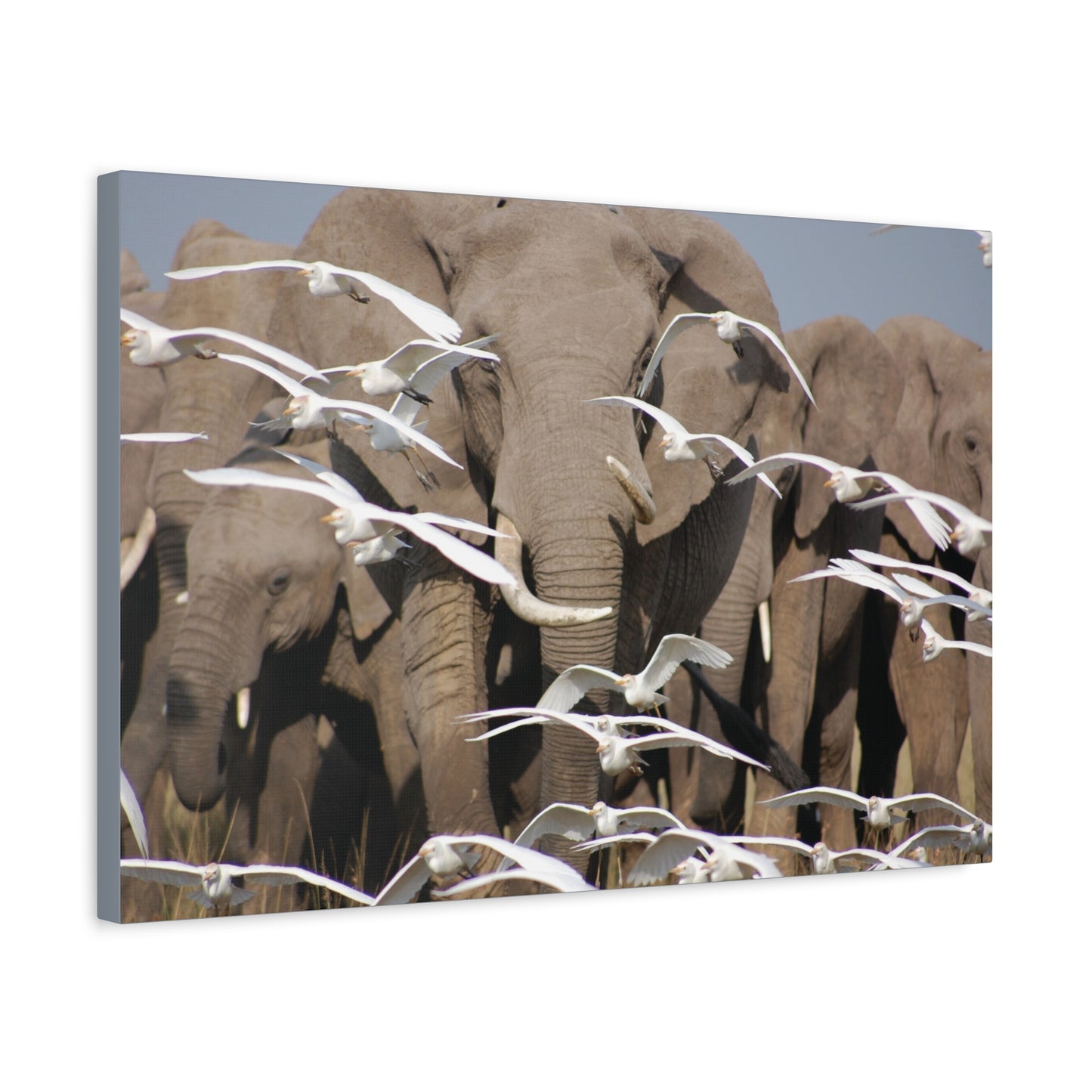 Canvas Art "Elephant Serenade "