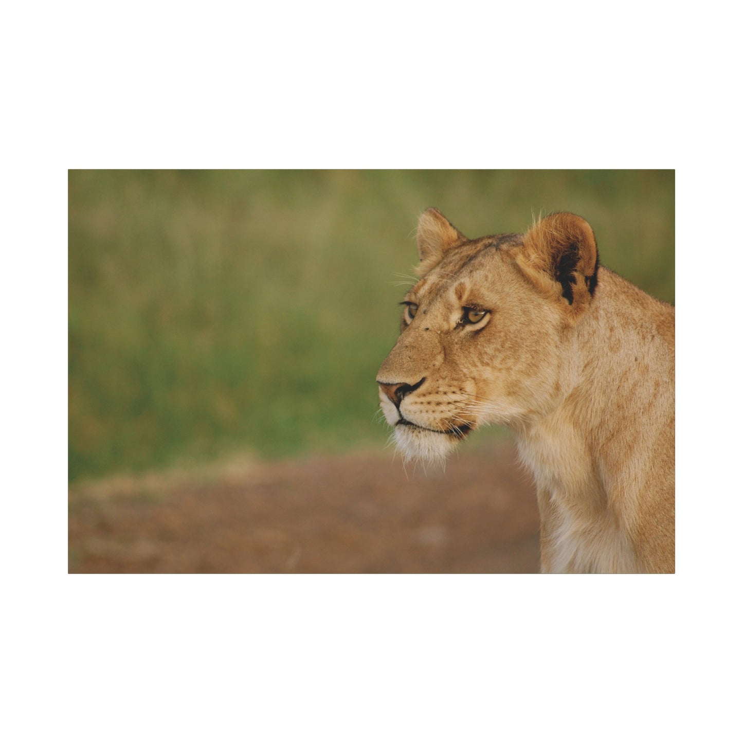 Canvas Art Lioness "Eyes of Intent"