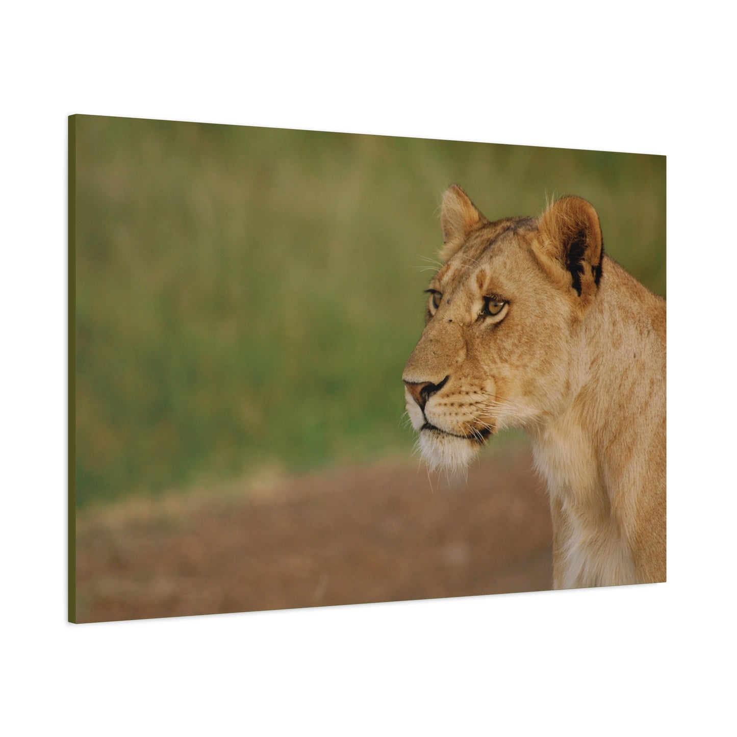 Canvas Art Lioness "Eyes of Intent"