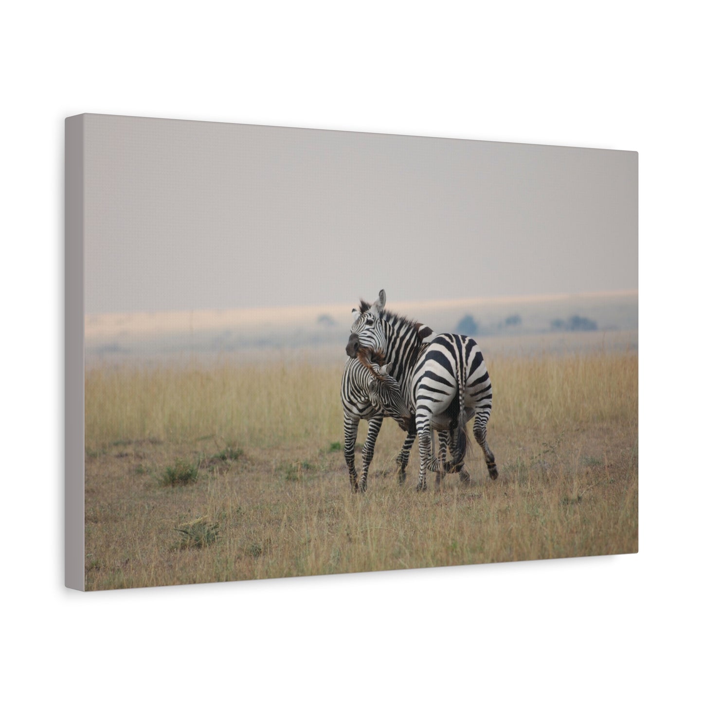 Canvas Art Zebra Fight "Clash of the Stripes"