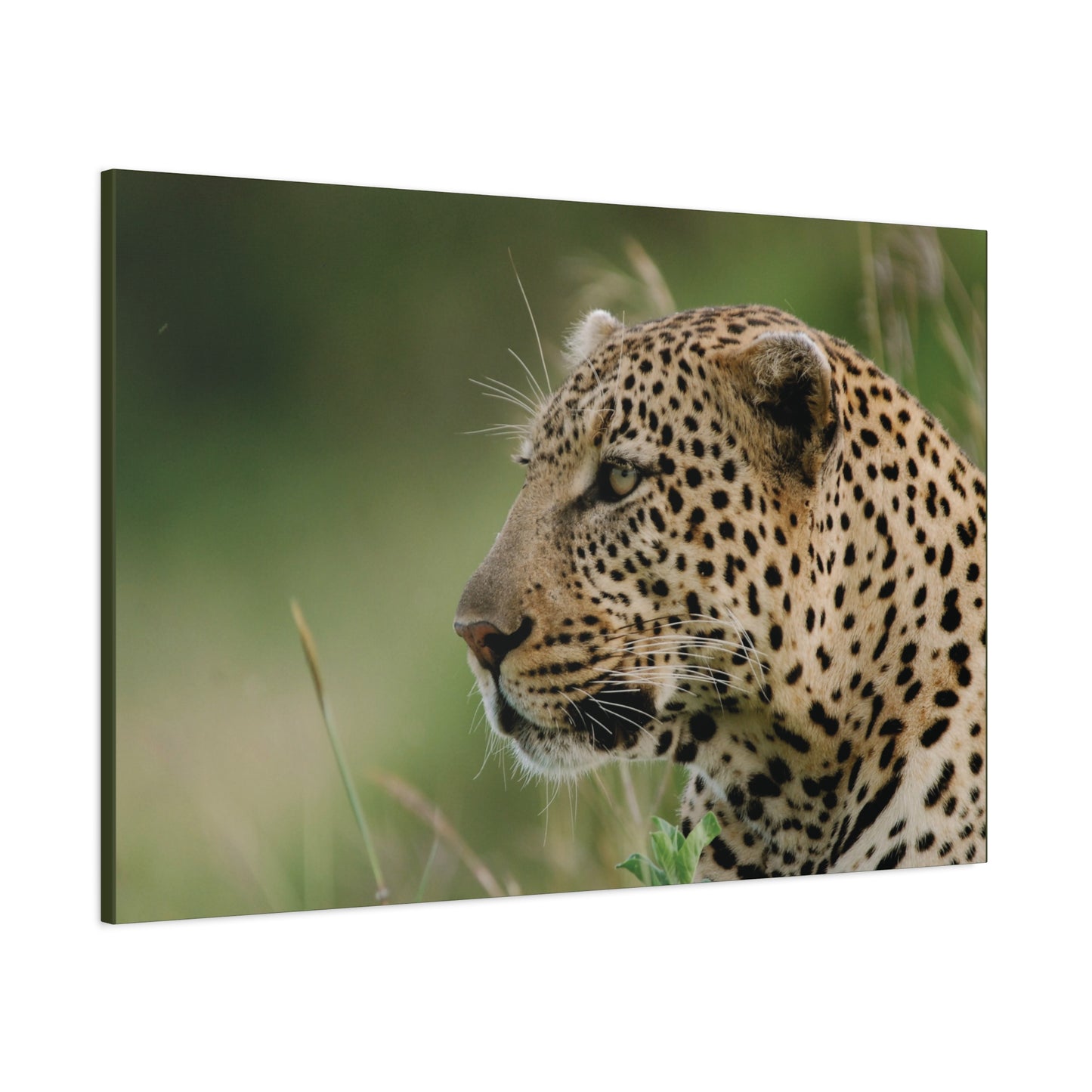 Canvas Art Leopard "Silent Watcher"