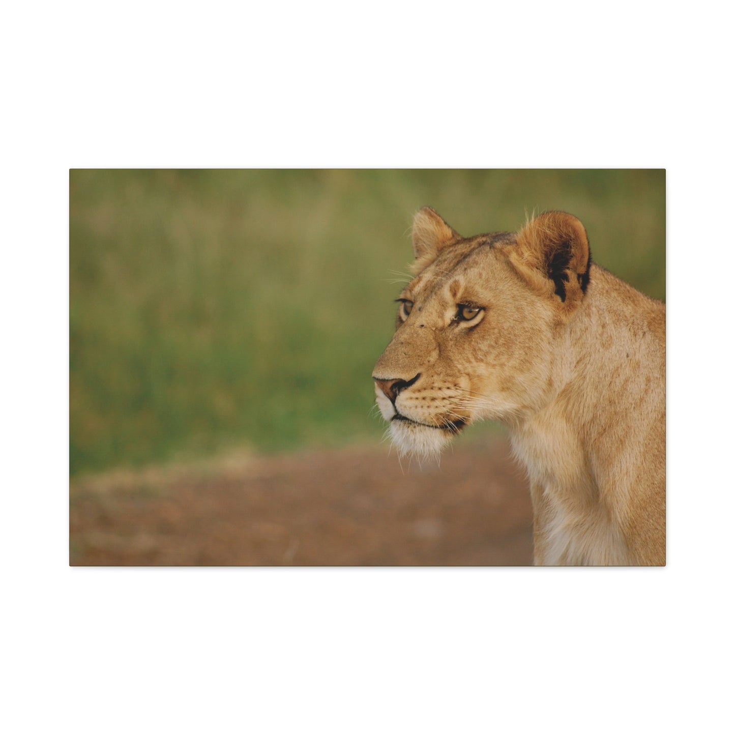 Canvas Art Lioness "Eyes of Intent"